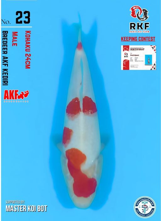 Lelang Koi Online, Jual Beli Ikan Koi, Pusat Jual Beli Koi, Info Lelang Koi Hari Ini, Platform Jual Beli Koi, Jual Beli Ikan Koi Online, Marketplace Ikan Koi, Jual Koi Terbaik, Tempat Beli Koi Berkualitas, Pasar Ikan Koi Online Terpercaya, Penjual Ikan Koi Terpercaya, Beli Koi Hias Online, Ikan Koi untuk Dijual, Koi Kualitas Terbaik, Toko Online Ikan Koi, Koi Hias Untuk Dijual, Jual Beli Ikan Koi Lokal, Koi Indonesia Online, Pusat Jual Beli Koi Terbesar