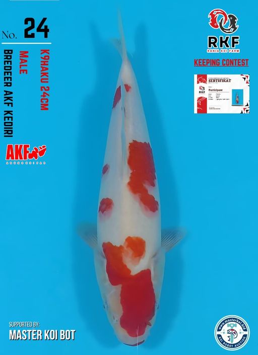 Lelang Koi Online, Jual Beli Ikan Koi, Pusat Jual Beli Koi, Info Lelang Koi Hari Ini, Platform Jual Beli Koi, Jual Beli Ikan Koi Online, Marketplace Ikan Koi, Jual Koi Terbaik, Tempat Beli Koi Berkualitas, Pasar Ikan Koi Online Terpercaya, Penjual Ikan Koi Terpercaya, Beli Koi Hias Online, Ikan Koi untuk Dijual, Koi Kualitas Terbaik, Toko Online Ikan Koi, Koi Hias Untuk Dijual, Jual Beli Ikan Koi Lokal, Koi Indonesia Online, Pusat Jual Beli Koi Terbesar