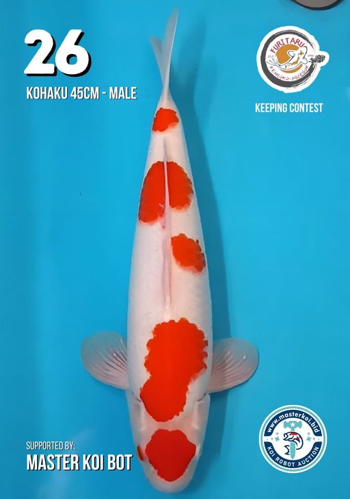 Lelang Koi Online, Jual Beli Ikan Koi, Pusat Jual Beli Koi, Info Lelang Koi Hari Ini, Platform Jual Beli Koi, Jual Beli Ikan Koi Online, Marketplace Ikan Koi, Jual Koi Terbaik, Tempat Beli Koi Berkualitas, Pasar Ikan Koi Online Terpercaya, Penjual Ikan Koi Terpercaya, Beli Koi Hias Online, Ikan Koi untuk Dijual, Koi Kualitas Terbaik, Toko Online Ikan Koi, Koi Hias Untuk Dijual, Jual Beli Ikan Koi Lokal, Koi Indonesia Online, Pusat Jual Beli Koi Terbesar