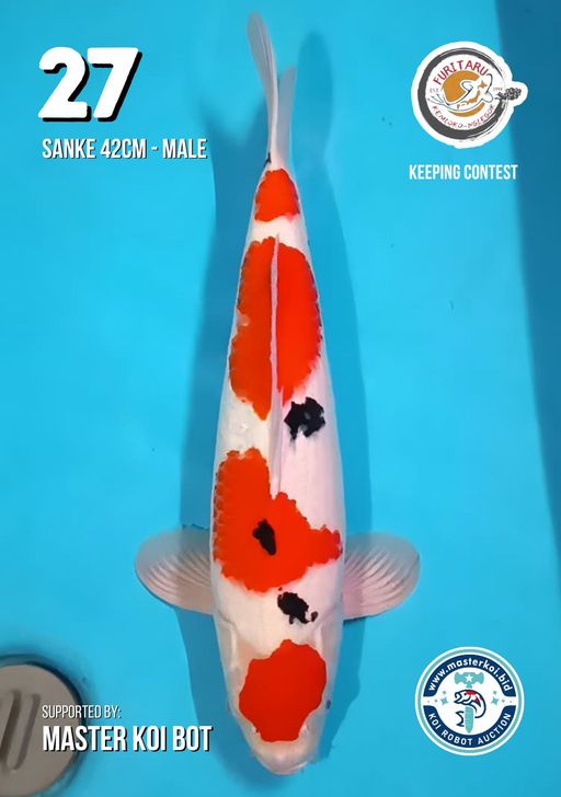 Lelang Koi Online, Jual Beli Ikan Koi, Pusat Jual Beli Koi, Info Lelang Koi Hari Ini, Platform Jual Beli Koi, Jual Beli Ikan Koi Online, Marketplace Ikan Koi, Jual Koi Terbaik, Tempat Beli Koi Berkualitas, Pasar Ikan Koi Online Terpercaya, Penjual Ikan Koi Terpercaya, Beli Koi Hias Online, Ikan Koi untuk Dijual, Koi Kualitas Terbaik, Toko Online Ikan Koi, Koi Hias Untuk Dijual, Jual Beli Ikan Koi Lokal, Koi Indonesia Online, Pusat Jual Beli Koi Terbesar