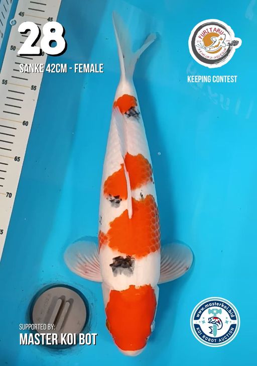 Lelang Koi Online, Jual Beli Ikan Koi, Pusat Jual Beli Koi, Info Lelang Koi Hari Ini, Platform Jual Beli Koi, Jual Beli Ikan Koi Online, Marketplace Ikan Koi, Jual Koi Terbaik, Tempat Beli Koi Berkualitas, Pasar Ikan Koi Online Terpercaya, Penjual Ikan Koi Terpercaya, Beli Koi Hias Online, Ikan Koi untuk Dijual, Koi Kualitas Terbaik, Toko Online Ikan Koi, Koi Hias Untuk Dijual, Jual Beli Ikan Koi Lokal, Koi Indonesia Online, Pusat Jual Beli Koi Terbesar