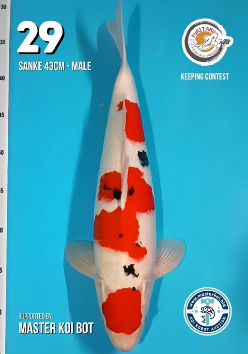 Lelang Koi Online, Jual Beli Ikan Koi, Pusat Jual Beli Koi, Info Lelang Koi Hari Ini, Platform Jual Beli Koi, Jual Beli Ikan Koi Online, Marketplace Ikan Koi, Jual Koi Terbaik, Tempat Beli Koi Berkualitas, Pasar Ikan Koi Online Terpercaya, Penjual Ikan Koi Terpercaya, Beli Koi Hias Online, Ikan Koi untuk Dijual, Koi Kualitas Terbaik, Toko Online Ikan Koi, Koi Hias Untuk Dijual, Jual Beli Ikan Koi Lokal, Koi Indonesia Online, Pusat Jual Beli Koi Terbesar