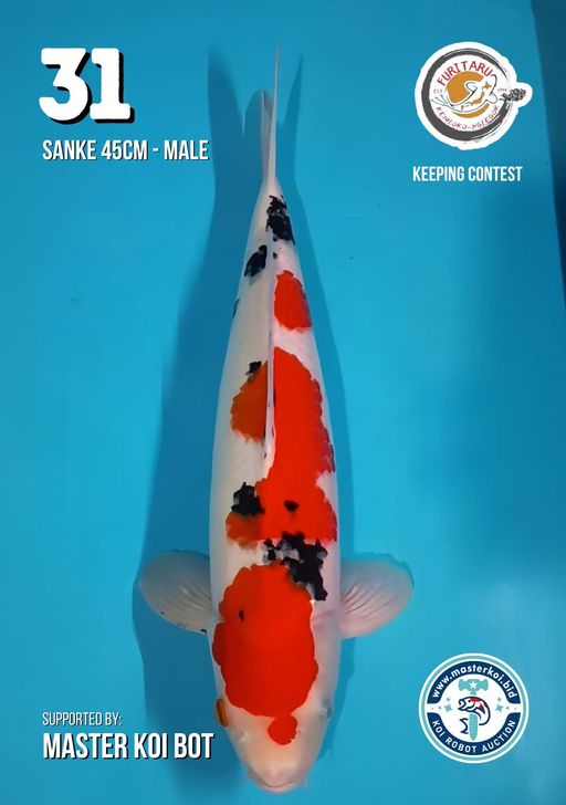 Lelang Koi Online, Jual Beli Ikan Koi, Pusat Jual Beli Koi, Info Lelang Koi Hari Ini, Platform Jual Beli Koi, Jual Beli Ikan Koi Online, Marketplace Ikan Koi, Jual Koi Terbaik, Tempat Beli Koi Berkualitas, Pasar Ikan Koi Online Terpercaya, Penjual Ikan Koi Terpercaya, Beli Koi Hias Online, Ikan Koi untuk Dijual, Koi Kualitas Terbaik, Toko Online Ikan Koi, Koi Hias Untuk Dijual, Jual Beli Ikan Koi Lokal, Koi Indonesia Online, Pusat Jual Beli Koi Terbesar