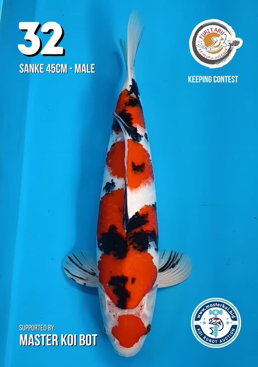 Lelang Koi Online, Jual Beli Ikan Koi, Pusat Jual Beli Koi, Info Lelang Koi Hari Ini, Platform Jual Beli Koi, Jual Beli Ikan Koi Online, Marketplace Ikan Koi, Jual Koi Terbaik, Tempat Beli Koi Berkualitas, Pasar Ikan Koi Online Terpercaya, Penjual Ikan Koi Terpercaya, Beli Koi Hias Online, Ikan Koi untuk Dijual, Koi Kualitas Terbaik, Toko Online Ikan Koi, Koi Hias Untuk Dijual, Jual Beli Ikan Koi Lokal, Koi Indonesia Online, Pusat Jual Beli Koi Terbesar