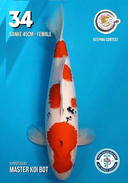 Lelang Koi Online, Jual Beli Ikan Koi, Pusat Jual Beli Koi, Info Lelang Koi Hari Ini, Platform Jual Beli Koi, Jual Beli Ikan Koi Online, Marketplace Ikan Koi, Jual Koi Terbaik, Tempat Beli Koi Berkualitas, Pasar Ikan Koi Online Terpercaya, Penjual Ikan Koi Terpercaya, Beli Koi Hias Online, Ikan Koi untuk Dijual, Koi Kualitas Terbaik, Toko Online Ikan Koi, Koi Hias Untuk Dijual, Jual Beli Ikan Koi Lokal, Koi Indonesia Online, Pusat Jual Beli Koi Terbesar