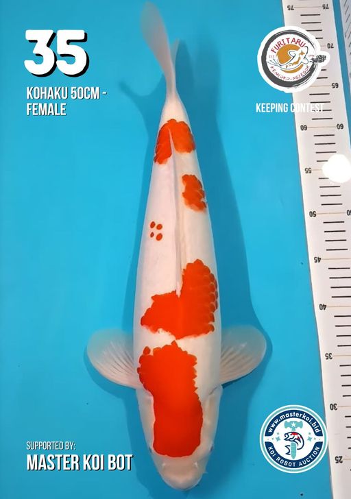 Lelang Koi Online, Jual Beli Ikan Koi, Pusat Jual Beli Koi, Info Lelang Koi Hari Ini, Platform Jual Beli Koi, Jual Beli Ikan Koi Online, Marketplace Ikan Koi, Jual Koi Terbaik, Tempat Beli Koi Berkualitas, Pasar Ikan Koi Online Terpercaya, Penjual Ikan Koi Terpercaya, Beli Koi Hias Online, Ikan Koi untuk Dijual, Koi Kualitas Terbaik, Toko Online Ikan Koi, Koi Hias Untuk Dijual, Jual Beli Ikan Koi Lokal, Koi Indonesia Online, Pusat Jual Beli Koi Terbesar