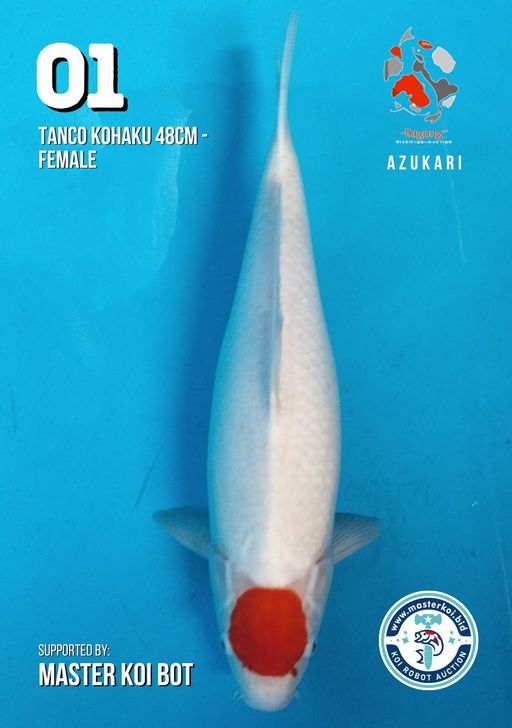 Lelang Koi Online, Jual Beli Ikan Koi, Pusat Jual Beli Koi, Info Lelang Koi Hari Ini, Platform Jual Beli Koi, Jual Beli Ikan Koi Online, Marketplace Ikan Koi, Jual Koi Terbaik, Tempat Beli Koi Berkualitas, Pasar Ikan Koi Online Terpercaya, Penjual Ikan Koi Terpercaya, Beli Koi Hias Online, Ikan Koi untuk Dijual, Koi Kualitas Terbaik, Toko Online Ikan Koi, Koi Hias Untuk Dijual, Jual Beli Ikan Koi Lokal, Koi Indonesia Online, Pusat Jual Beli Koi Terbesar
