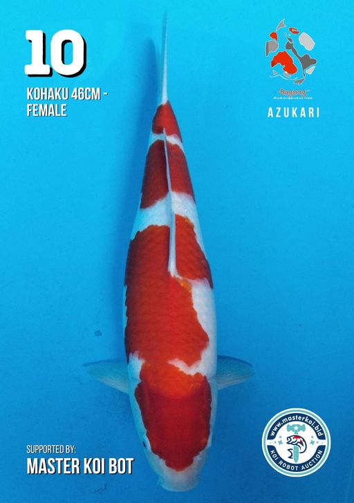 Lelang Koi Online, Jual Beli Ikan Koi, Pusat Jual Beli Koi, Info Lelang Koi Hari Ini, Platform Jual Beli Koi, Jual Beli Ikan Koi Online, Marketplace Ikan Koi, Jual Koi Terbaik, Tempat Beli Koi Berkualitas, Pasar Ikan Koi Online Terpercaya, Penjual Ikan Koi Terpercaya, Beli Koi Hias Online, Ikan Koi untuk Dijual, Koi Kualitas Terbaik, Toko Online Ikan Koi, Koi Hias Untuk Dijual, Jual Beli Ikan Koi Lokal, Koi Indonesia Online, Pusat Jual Beli Koi Terbesar