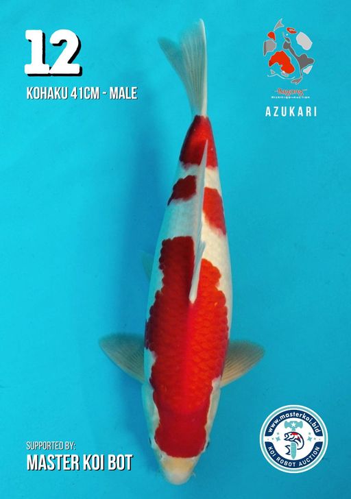 Lelang Koi Online, Jual Beli Ikan Koi, Pusat Jual Beli Koi, Info Lelang Koi Hari Ini, Platform Jual Beli Koi, Jual Beli Ikan Koi Online, Marketplace Ikan Koi, Jual Koi Terbaik, Tempat Beli Koi Berkualitas, Pasar Ikan Koi Online Terpercaya, Penjual Ikan Koi Terpercaya, Beli Koi Hias Online, Ikan Koi untuk Dijual, Koi Kualitas Terbaik, Toko Online Ikan Koi, Koi Hias Untuk Dijual, Jual Beli Ikan Koi Lokal, Koi Indonesia Online, Pusat Jual Beli Koi Terbesar