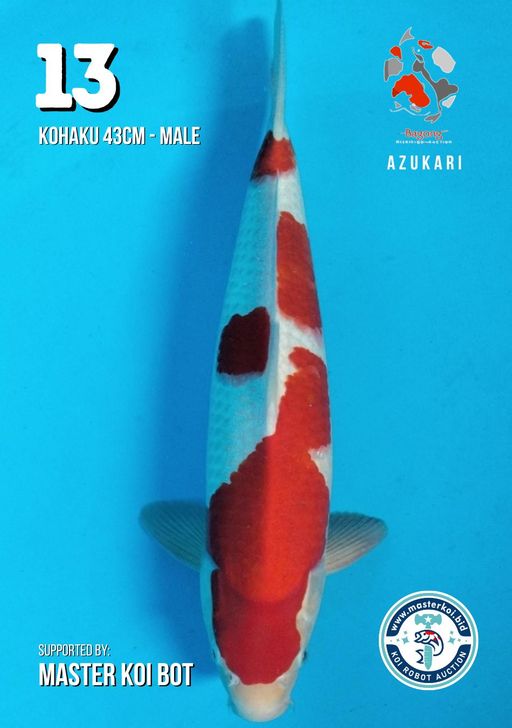 Lelang Koi Online, Jual Beli Ikan Koi, Pusat Jual Beli Koi, Info Lelang Koi Hari Ini, Platform Jual Beli Koi, Jual Beli Ikan Koi Online, Marketplace Ikan Koi, Jual Koi Terbaik, Tempat Beli Koi Berkualitas, Pasar Ikan Koi Online Terpercaya, Penjual Ikan Koi Terpercaya, Beli Koi Hias Online, Ikan Koi untuk Dijual, Koi Kualitas Terbaik, Toko Online Ikan Koi, Koi Hias Untuk Dijual, Jual Beli Ikan Koi Lokal, Koi Indonesia Online, Pusat Jual Beli Koi Terbesar