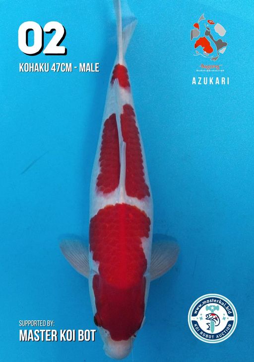 Lelang Koi Online, Jual Beli Ikan Koi, Pusat Jual Beli Koi, Info Lelang Koi Hari Ini, Platform Jual Beli Koi, Jual Beli Ikan Koi Online, Marketplace Ikan Koi, Jual Koi Terbaik, Tempat Beli Koi Berkualitas, Pasar Ikan Koi Online Terpercaya, Penjual Ikan Koi Terpercaya, Beli Koi Hias Online, Ikan Koi untuk Dijual, Koi Kualitas Terbaik, Toko Online Ikan Koi, Koi Hias Untuk Dijual, Jual Beli Ikan Koi Lokal, Koi Indonesia Online, Pusat Jual Beli Koi Terbesar