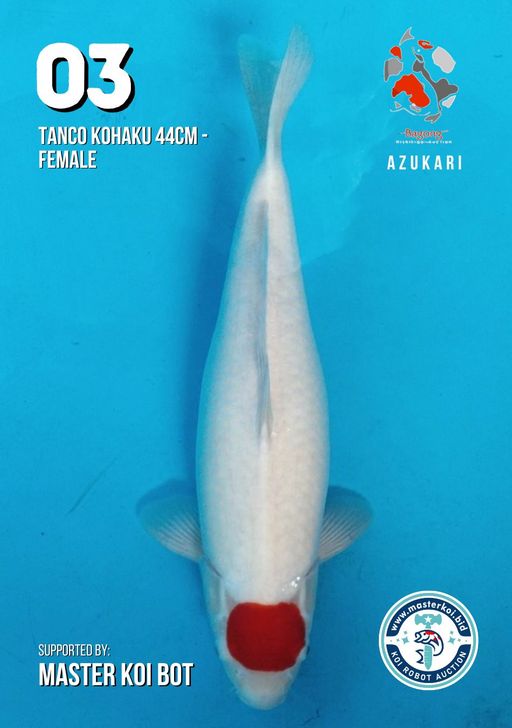 Lelang Koi Online, Jual Beli Ikan Koi, Pusat Jual Beli Koi, Info Lelang Koi Hari Ini, Platform Jual Beli Koi, Jual Beli Ikan Koi Online, Marketplace Ikan Koi, Jual Koi Terbaik, Tempat Beli Koi Berkualitas, Pasar Ikan Koi Online Terpercaya, Penjual Ikan Koi Terpercaya, Beli Koi Hias Online, Ikan Koi untuk Dijual, Koi Kualitas Terbaik, Toko Online Ikan Koi, Koi Hias Untuk Dijual, Jual Beli Ikan Koi Lokal, Koi Indonesia Online, Pusat Jual Beli Koi Terbesar