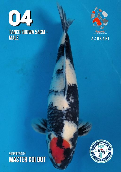 Lelang Koi Online, Jual Beli Ikan Koi, Pusat Jual Beli Koi, Info Lelang Koi Hari Ini, Platform Jual Beli Koi, Jual Beli Ikan Koi Online, Marketplace Ikan Koi, Jual Koi Terbaik, Tempat Beli Koi Berkualitas, Pasar Ikan Koi Online Terpercaya, Penjual Ikan Koi Terpercaya, Beli Koi Hias Online, Ikan Koi untuk Dijual, Koi Kualitas Terbaik, Toko Online Ikan Koi, Koi Hias Untuk Dijual, Jual Beli Ikan Koi Lokal, Koi Indonesia Online, Pusat Jual Beli Koi Terbesar