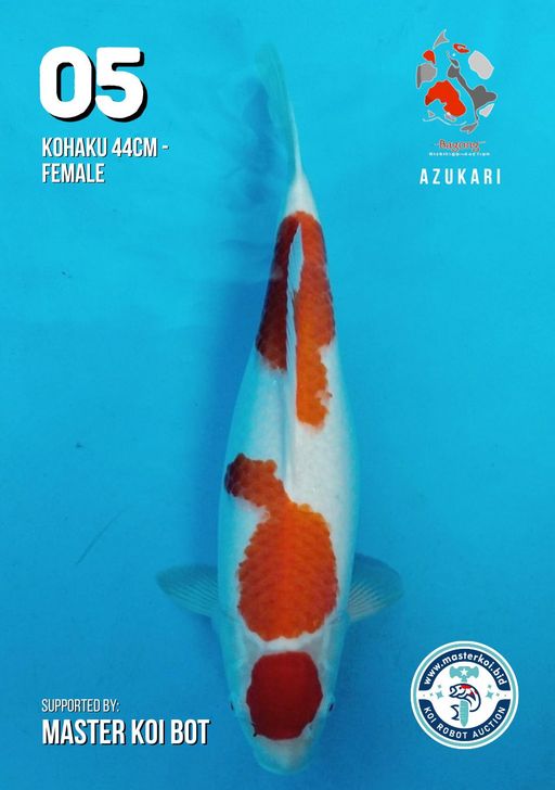 Lelang Koi Online, Jual Beli Ikan Koi, Pusat Jual Beli Koi, Info Lelang Koi Hari Ini, Platform Jual Beli Koi, Jual Beli Ikan Koi Online, Marketplace Ikan Koi, Jual Koi Terbaik, Tempat Beli Koi Berkualitas, Pasar Ikan Koi Online Terpercaya, Penjual Ikan Koi Terpercaya, Beli Koi Hias Online, Ikan Koi untuk Dijual, Koi Kualitas Terbaik, Toko Online Ikan Koi, Koi Hias Untuk Dijual, Jual Beli Ikan Koi Lokal, Koi Indonesia Online, Pusat Jual Beli Koi Terbesar