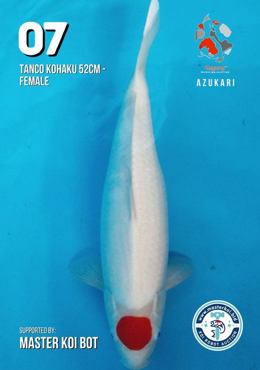 Lelang Koi Online, Jual Beli Ikan Koi, Pusat Jual Beli Koi, Info Lelang Koi Hari Ini, Platform Jual Beli Koi, Jual Beli Ikan Koi Online, Marketplace Ikan Koi, Jual Koi Terbaik, Tempat Beli Koi Berkualitas, Pasar Ikan Koi Online Terpercaya, Penjual Ikan Koi Terpercaya, Beli Koi Hias Online, Ikan Koi untuk Dijual, Koi Kualitas Terbaik, Toko Online Ikan Koi, Koi Hias Untuk Dijual, Jual Beli Ikan Koi Lokal, Koi Indonesia Online, Pusat Jual Beli Koi Terbesar