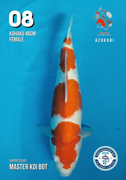 Lelang Koi Online, Jual Beli Ikan Koi, Pusat Jual Beli Koi, Info Lelang Koi Hari Ini, Platform Jual Beli Koi, Jual Beli Ikan Koi Online, Marketplace Ikan Koi, Jual Koi Terbaik, Tempat Beli Koi Berkualitas, Pasar Ikan Koi Online Terpercaya, Penjual Ikan Koi Terpercaya, Beli Koi Hias Online, Ikan Koi untuk Dijual, Koi Kualitas Terbaik, Toko Online Ikan Koi, Koi Hias Untuk Dijual, Jual Beli Ikan Koi Lokal, Koi Indonesia Online, Pusat Jual Beli Koi Terbesar