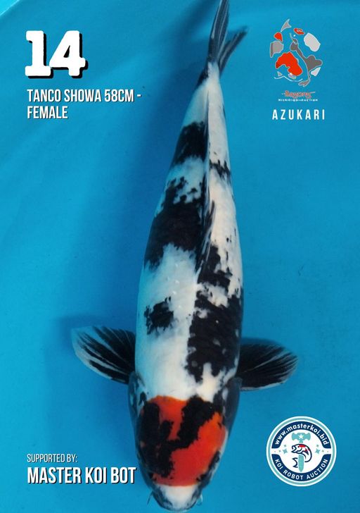 Lelang Koi Online, Jual Beli Ikan Koi, Pusat Jual Beli Koi, Info Lelang Koi Hari Ini, Platform Jual Beli Koi, Jual Beli Ikan Koi Online, Marketplace Ikan Koi, Jual Koi Terbaik, Tempat Beli Koi Berkualitas, Pasar Ikan Koi Online Terpercaya, Penjual Ikan Koi Terpercaya, Beli Koi Hias Online, Ikan Koi untuk Dijual, Koi Kualitas Terbaik, Toko Online Ikan Koi, Koi Hias Untuk Dijual, Jual Beli Ikan Koi Lokal, Koi Indonesia Online, Pusat Jual Beli Koi Terbesar