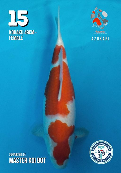 Lelang Koi Online, Jual Beli Ikan Koi, Pusat Jual Beli Koi, Info Lelang Koi Hari Ini, Platform Jual Beli Koi, Jual Beli Ikan Koi Online, Marketplace Ikan Koi, Jual Koi Terbaik, Tempat Beli Koi Berkualitas, Pasar Ikan Koi Online Terpercaya, Penjual Ikan Koi Terpercaya, Beli Koi Hias Online, Ikan Koi untuk Dijual, Koi Kualitas Terbaik, Toko Online Ikan Koi, Koi Hias Untuk Dijual, Jual Beli Ikan Koi Lokal, Koi Indonesia Online, Pusat Jual Beli Koi Terbesar