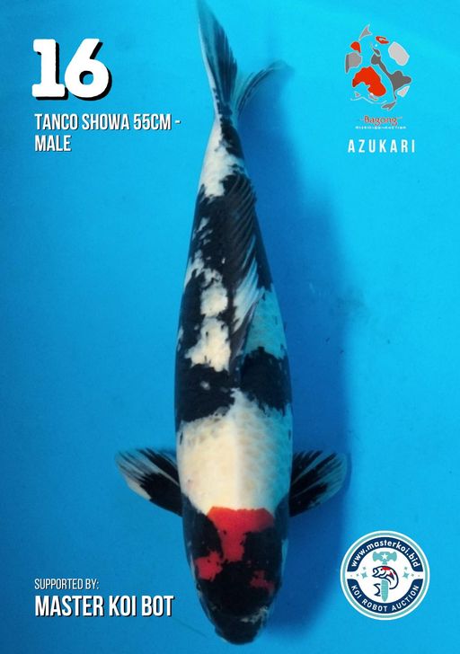 Lelang Koi Online, Jual Beli Ikan Koi, Pusat Jual Beli Koi, Info Lelang Koi Hari Ini, Platform Jual Beli Koi, Jual Beli Ikan Koi Online, Marketplace Ikan Koi, Jual Koi Terbaik, Tempat Beli Koi Berkualitas, Pasar Ikan Koi Online Terpercaya, Penjual Ikan Koi Terpercaya, Beli Koi Hias Online, Ikan Koi untuk Dijual, Koi Kualitas Terbaik, Toko Online Ikan Koi, Koi Hias Untuk Dijual, Jual Beli Ikan Koi Lokal, Koi Indonesia Online, Pusat Jual Beli Koi Terbesar