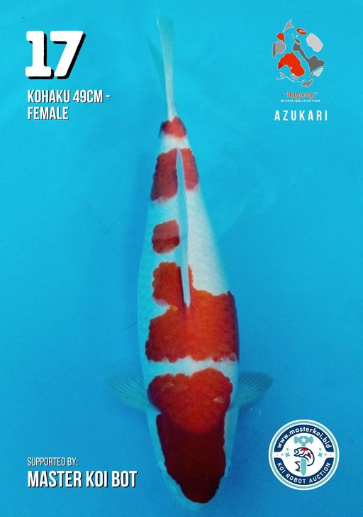 Lelang Koi Online, Jual Beli Ikan Koi, Pusat Jual Beli Koi, Info Lelang Koi Hari Ini, Platform Jual Beli Koi, Jual Beli Ikan Koi Online, Marketplace Ikan Koi, Jual Koi Terbaik, Tempat Beli Koi Berkualitas, Pasar Ikan Koi Online Terpercaya, Penjual Ikan Koi Terpercaya, Beli Koi Hias Online, Ikan Koi untuk Dijual, Koi Kualitas Terbaik, Toko Online Ikan Koi, Koi Hias Untuk Dijual, Jual Beli Ikan Koi Lokal, Koi Indonesia Online, Pusat Jual Beli Koi Terbesar