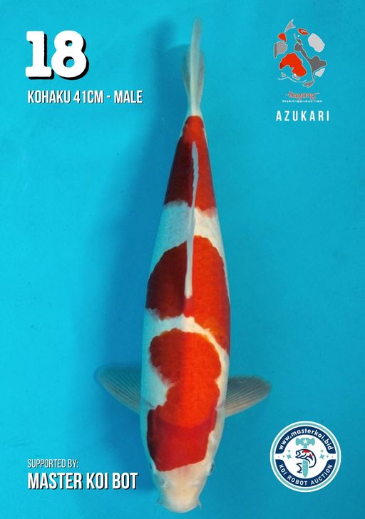 Lelang Koi Online, Jual Beli Ikan Koi, Pusat Jual Beli Koi, Info Lelang Koi Hari Ini, Platform Jual Beli Koi, Jual Beli Ikan Koi Online, Marketplace Ikan Koi, Jual Koi Terbaik, Tempat Beli Koi Berkualitas, Pasar Ikan Koi Online Terpercaya, Penjual Ikan Koi Terpercaya, Beli Koi Hias Online, Ikan Koi untuk Dijual, Koi Kualitas Terbaik, Toko Online Ikan Koi, Koi Hias Untuk Dijual, Jual Beli Ikan Koi Lokal, Koi Indonesia Online, Pusat Jual Beli Koi Terbesar