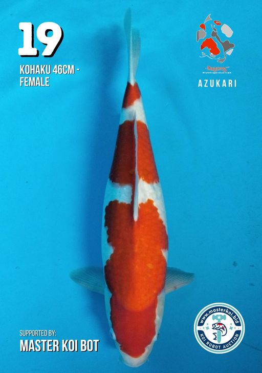 Lelang Koi Online, Jual Beli Ikan Koi, Pusat Jual Beli Koi, Info Lelang Koi Hari Ini, Platform Jual Beli Koi, Jual Beli Ikan Koi Online, Marketplace Ikan Koi, Jual Koi Terbaik, Tempat Beli Koi Berkualitas, Pasar Ikan Koi Online Terpercaya, Penjual Ikan Koi Terpercaya, Beli Koi Hias Online, Ikan Koi untuk Dijual, Koi Kualitas Terbaik, Toko Online Ikan Koi, Koi Hias Untuk Dijual, Jual Beli Ikan Koi Lokal, Koi Indonesia Online, Pusat Jual Beli Koi Terbesar