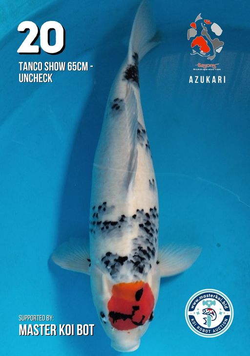 Lelang Koi Online, Jual Beli Ikan Koi, Pusat Jual Beli Koi, Info Lelang Koi Hari Ini, Platform Jual Beli Koi, Jual Beli Ikan Koi Online, Marketplace Ikan Koi, Jual Koi Terbaik, Tempat Beli Koi Berkualitas, Pasar Ikan Koi Online Terpercaya, Penjual Ikan Koi Terpercaya, Beli Koi Hias Online, Ikan Koi untuk Dijual, Koi Kualitas Terbaik, Toko Online Ikan Koi, Koi Hias Untuk Dijual, Jual Beli Ikan Koi Lokal, Koi Indonesia Online, Pusat Jual Beli Koi Terbesar