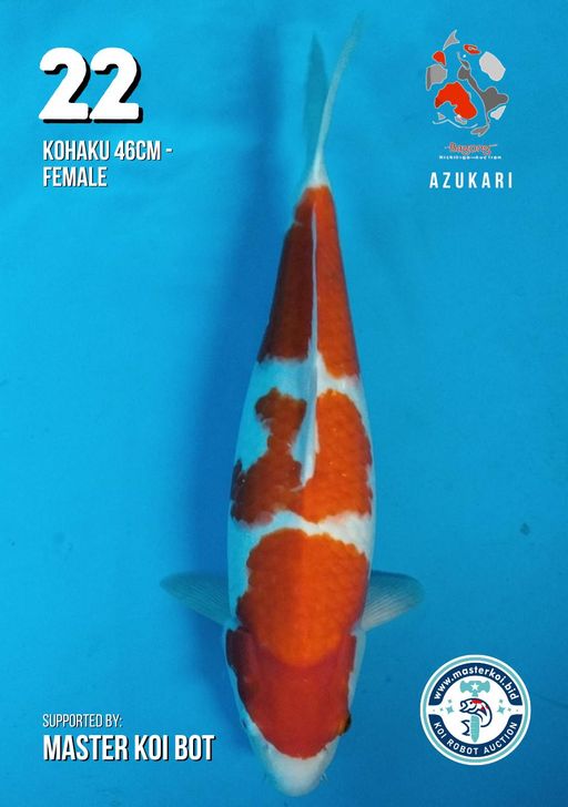 Lelang Koi Online, Jual Beli Ikan Koi, Pusat Jual Beli Koi, Info Lelang Koi Hari Ini, Platform Jual Beli Koi, Jual Beli Ikan Koi Online, Marketplace Ikan Koi, Jual Koi Terbaik, Tempat Beli Koi Berkualitas, Pasar Ikan Koi Online Terpercaya, Penjual Ikan Koi Terpercaya, Beli Koi Hias Online, Ikan Koi untuk Dijual, Koi Kualitas Terbaik, Toko Online Ikan Koi, Koi Hias Untuk Dijual, Jual Beli Ikan Koi Lokal, Koi Indonesia Online, Pusat Jual Beli Koi Terbesar
