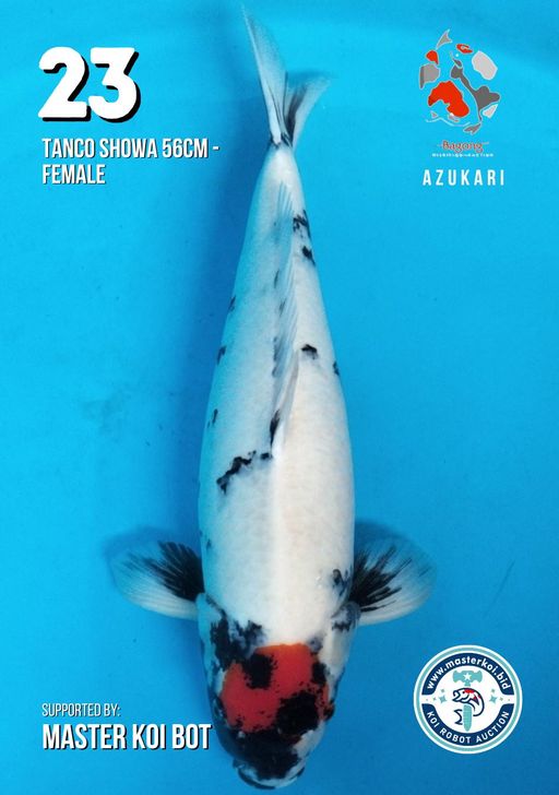 Lelang Koi Online, Jual Beli Ikan Koi, Pusat Jual Beli Koi, Info Lelang Koi Hari Ini, Platform Jual Beli Koi, Jual Beli Ikan Koi Online, Marketplace Ikan Koi, Jual Koi Terbaik, Tempat Beli Koi Berkualitas, Pasar Ikan Koi Online Terpercaya, Penjual Ikan Koi Terpercaya, Beli Koi Hias Online, Ikan Koi untuk Dijual, Koi Kualitas Terbaik, Toko Online Ikan Koi, Koi Hias Untuk Dijual, Jual Beli Ikan Koi Lokal, Koi Indonesia Online, Pusat Jual Beli Koi Terbesar