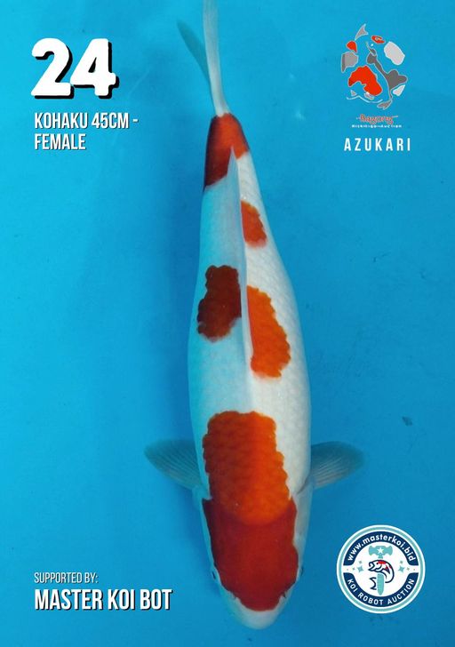 Lelang Koi Online, Jual Beli Ikan Koi, Pusat Jual Beli Koi, Info Lelang Koi Hari Ini, Platform Jual Beli Koi, Jual Beli Ikan Koi Online, Marketplace Ikan Koi, Jual Koi Terbaik, Tempat Beli Koi Berkualitas, Pasar Ikan Koi Online Terpercaya, Penjual Ikan Koi Terpercaya, Beli Koi Hias Online, Ikan Koi untuk Dijual, Koi Kualitas Terbaik, Toko Online Ikan Koi, Koi Hias Untuk Dijual, Jual Beli Ikan Koi Lokal, Koi Indonesia Online, Pusat Jual Beli Koi Terbesar