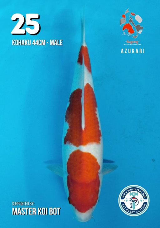 Lelang Koi Online, Jual Beli Ikan Koi, Pusat Jual Beli Koi, Info Lelang Koi Hari Ini, Platform Jual Beli Koi, Jual Beli Ikan Koi Online, Marketplace Ikan Koi, Jual Koi Terbaik, Tempat Beli Koi Berkualitas, Pasar Ikan Koi Online Terpercaya, Penjual Ikan Koi Terpercaya, Beli Koi Hias Online, Ikan Koi untuk Dijual, Koi Kualitas Terbaik, Toko Online Ikan Koi, Koi Hias Untuk Dijual, Jual Beli Ikan Koi Lokal, Koi Indonesia Online, Pusat Jual Beli Koi Terbesar