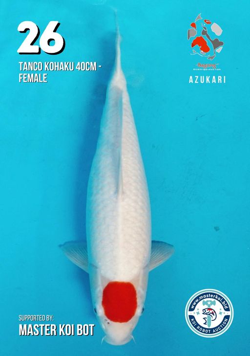 Lelang Koi Online, Jual Beli Ikan Koi, Pusat Jual Beli Koi, Info Lelang Koi Hari Ini, Platform Jual Beli Koi, Jual Beli Ikan Koi Online, Marketplace Ikan Koi, Jual Koi Terbaik, Tempat Beli Koi Berkualitas, Pasar Ikan Koi Online Terpercaya, Penjual Ikan Koi Terpercaya, Beli Koi Hias Online, Ikan Koi untuk Dijual, Koi Kualitas Terbaik, Toko Online Ikan Koi, Koi Hias Untuk Dijual, Jual Beli Ikan Koi Lokal, Koi Indonesia Online, Pusat Jual Beli Koi Terbesar