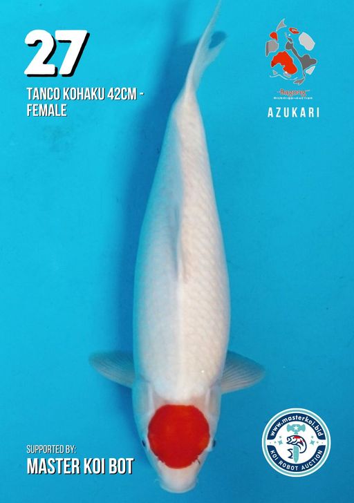 Lelang Koi Online, Jual Beli Ikan Koi, Pusat Jual Beli Koi, Info Lelang Koi Hari Ini, Platform Jual Beli Koi, Jual Beli Ikan Koi Online, Marketplace Ikan Koi, Jual Koi Terbaik, Tempat Beli Koi Berkualitas, Pasar Ikan Koi Online Terpercaya, Penjual Ikan Koi Terpercaya, Beli Koi Hias Online, Ikan Koi untuk Dijual, Koi Kualitas Terbaik, Toko Online Ikan Koi, Koi Hias Untuk Dijual, Jual Beli Ikan Koi Lokal, Koi Indonesia Online, Pusat Jual Beli Koi Terbesar