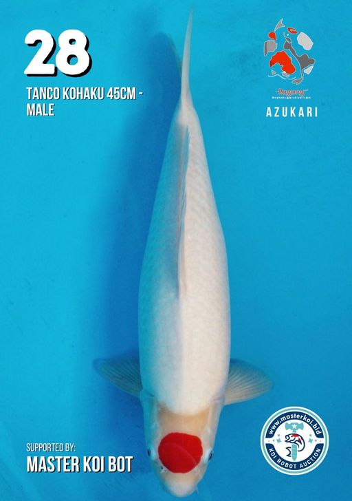 Lelang Koi Online, Jual Beli Ikan Koi, Pusat Jual Beli Koi, Info Lelang Koi Hari Ini, Platform Jual Beli Koi, Jual Beli Ikan Koi Online, Marketplace Ikan Koi, Jual Koi Terbaik, Tempat Beli Koi Berkualitas, Pasar Ikan Koi Online Terpercaya, Penjual Ikan Koi Terpercaya, Beli Koi Hias Online, Ikan Koi untuk Dijual, Koi Kualitas Terbaik, Toko Online Ikan Koi, Koi Hias Untuk Dijual, Jual Beli Ikan Koi Lokal, Koi Indonesia Online, Pusat Jual Beli Koi Terbesar