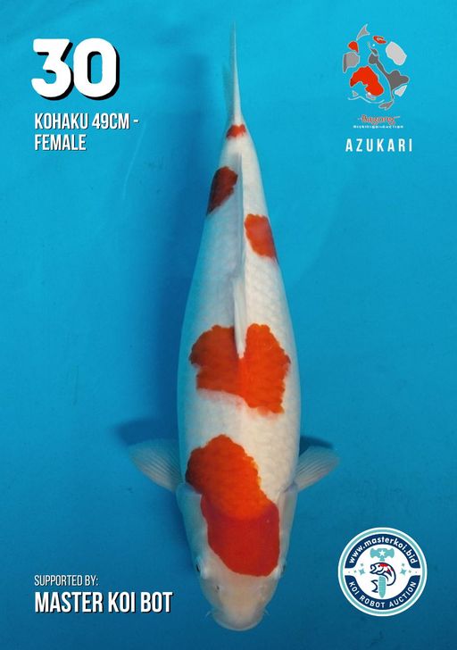 Lelang Koi Online, Jual Beli Ikan Koi, Pusat Jual Beli Koi, Info Lelang Koi Hari Ini, Platform Jual Beli Koi, Jual Beli Ikan Koi Online, Marketplace Ikan Koi, Jual Koi Terbaik, Tempat Beli Koi Berkualitas, Pasar Ikan Koi Online Terpercaya, Penjual Ikan Koi Terpercaya, Beli Koi Hias Online, Ikan Koi untuk Dijual, Koi Kualitas Terbaik, Toko Online Ikan Koi, Koi Hias Untuk Dijual, Jual Beli Ikan Koi Lokal, Koi Indonesia Online, Pusat Jual Beli Koi Terbesar