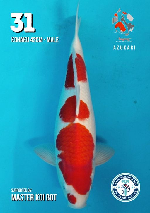 Lelang Koi Online, Jual Beli Ikan Koi, Pusat Jual Beli Koi, Info Lelang Koi Hari Ini, Platform Jual Beli Koi, Jual Beli Ikan Koi Online, Marketplace Ikan Koi, Jual Koi Terbaik, Tempat Beli Koi Berkualitas, Pasar Ikan Koi Online Terpercaya, Penjual Ikan Koi Terpercaya, Beli Koi Hias Online, Ikan Koi untuk Dijual, Koi Kualitas Terbaik, Toko Online Ikan Koi, Koi Hias Untuk Dijual, Jual Beli Ikan Koi Lokal, Koi Indonesia Online, Pusat Jual Beli Koi Terbesar