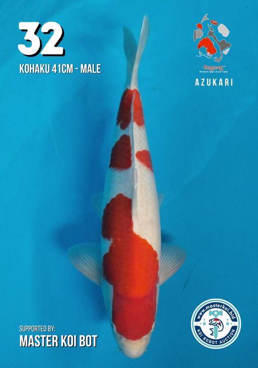 Lelang Koi Online, Jual Beli Ikan Koi, Pusat Jual Beli Koi, Info Lelang Koi Hari Ini, Platform Jual Beli Koi, Jual Beli Ikan Koi Online, Marketplace Ikan Koi, Jual Koi Terbaik, Tempat Beli Koi Berkualitas, Pasar Ikan Koi Online Terpercaya, Penjual Ikan Koi Terpercaya, Beli Koi Hias Online, Ikan Koi untuk Dijual, Koi Kualitas Terbaik, Toko Online Ikan Koi, Koi Hias Untuk Dijual, Jual Beli Ikan Koi Lokal, Koi Indonesia Online, Pusat Jual Beli Koi Terbesar