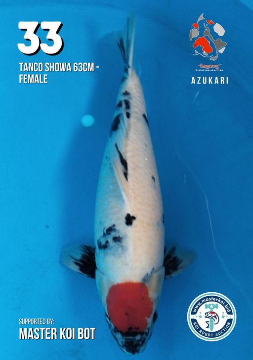 Lelang Koi Online, Jual Beli Ikan Koi, Pusat Jual Beli Koi, Info Lelang Koi Hari Ini, Platform Jual Beli Koi, Jual Beli Ikan Koi Online, Marketplace Ikan Koi, Jual Koi Terbaik, Tempat Beli Koi Berkualitas, Pasar Ikan Koi Online Terpercaya, Penjual Ikan Koi Terpercaya, Beli Koi Hias Online, Ikan Koi untuk Dijual, Koi Kualitas Terbaik, Toko Online Ikan Koi, Koi Hias Untuk Dijual, Jual Beli Ikan Koi Lokal, Koi Indonesia Online, Pusat Jual Beli Koi Terbesar