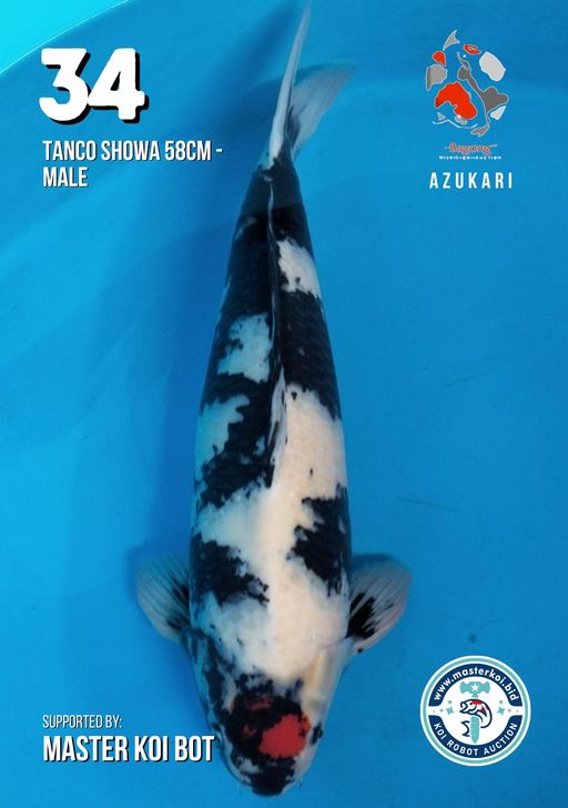 Lelang Koi Online, Jual Beli Ikan Koi, Pusat Jual Beli Koi, Info Lelang Koi Hari Ini, Platform Jual Beli Koi, Jual Beli Ikan Koi Online, Marketplace Ikan Koi, Jual Koi Terbaik, Tempat Beli Koi Berkualitas, Pasar Ikan Koi Online Terpercaya, Penjual Ikan Koi Terpercaya, Beli Koi Hias Online, Ikan Koi untuk Dijual, Koi Kualitas Terbaik, Toko Online Ikan Koi, Koi Hias Untuk Dijual, Jual Beli Ikan Koi Lokal, Koi Indonesia Online, Pusat Jual Beli Koi Terbesar