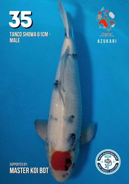 Lelang Koi Online, Jual Beli Ikan Koi, Pusat Jual Beli Koi, Info Lelang Koi Hari Ini, Platform Jual Beli Koi, Jual Beli Ikan Koi Online, Marketplace Ikan Koi, Jual Koi Terbaik, Tempat Beli Koi Berkualitas, Pasar Ikan Koi Online Terpercaya, Penjual Ikan Koi Terpercaya, Beli Koi Hias Online, Ikan Koi untuk Dijual, Koi Kualitas Terbaik, Toko Online Ikan Koi, Koi Hias Untuk Dijual, Jual Beli Ikan Koi Lokal, Koi Indonesia Online, Pusat Jual Beli Koi Terbesar