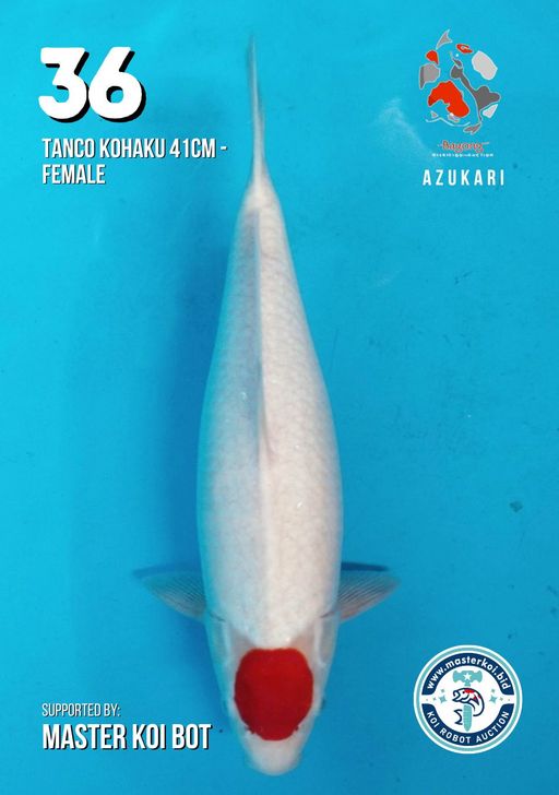 Lelang Koi Online, Jual Beli Ikan Koi, Pusat Jual Beli Koi, Info Lelang Koi Hari Ini, Platform Jual Beli Koi, Jual Beli Ikan Koi Online, Marketplace Ikan Koi, Jual Koi Terbaik, Tempat Beli Koi Berkualitas, Pasar Ikan Koi Online Terpercaya, Penjual Ikan Koi Terpercaya, Beli Koi Hias Online, Ikan Koi untuk Dijual, Koi Kualitas Terbaik, Toko Online Ikan Koi, Koi Hias Untuk Dijual, Jual Beli Ikan Koi Lokal, Koi Indonesia Online, Pusat Jual Beli Koi Terbesar