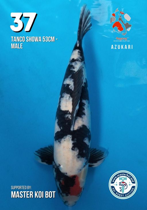 Lelang Koi Online, Jual Beli Ikan Koi, Pusat Jual Beli Koi, Info Lelang Koi Hari Ini, Platform Jual Beli Koi, Jual Beli Ikan Koi Online, Marketplace Ikan Koi, Jual Koi Terbaik, Tempat Beli Koi Berkualitas, Pasar Ikan Koi Online Terpercaya, Penjual Ikan Koi Terpercaya, Beli Koi Hias Online, Ikan Koi untuk Dijual, Koi Kualitas Terbaik, Toko Online Ikan Koi, Koi Hias Untuk Dijual, Jual Beli Ikan Koi Lokal, Koi Indonesia Online, Pusat Jual Beli Koi Terbesar