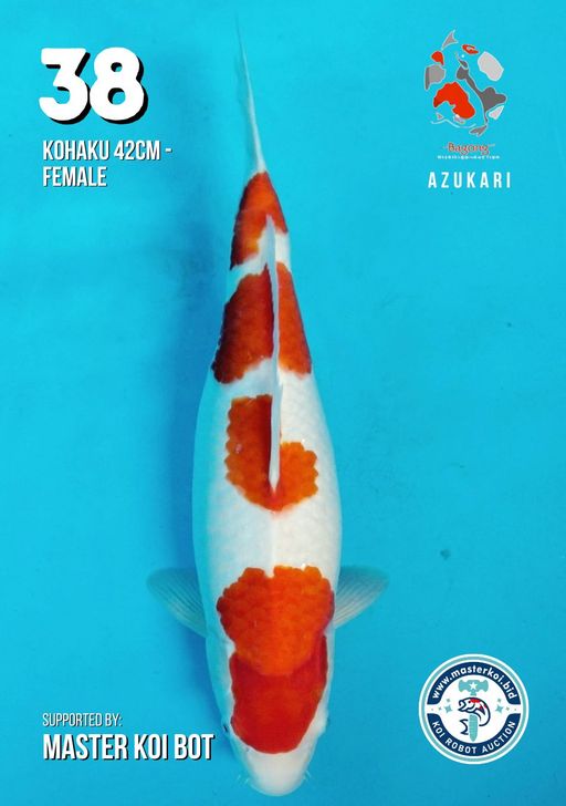 Lelang Koi Online, Jual Beli Ikan Koi, Pusat Jual Beli Koi, Info Lelang Koi Hari Ini, Platform Jual Beli Koi, Jual Beli Ikan Koi Online, Marketplace Ikan Koi, Jual Koi Terbaik, Tempat Beli Koi Berkualitas, Pasar Ikan Koi Online Terpercaya, Penjual Ikan Koi Terpercaya, Beli Koi Hias Online, Ikan Koi untuk Dijual, Koi Kualitas Terbaik, Toko Online Ikan Koi, Koi Hias Untuk Dijual, Jual Beli Ikan Koi Lokal, Koi Indonesia Online, Pusat Jual Beli Koi Terbesar