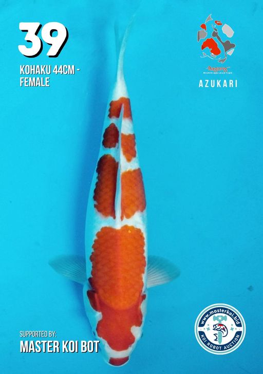 Lelang Koi Online, Jual Beli Ikan Koi, Pusat Jual Beli Koi, Info Lelang Koi Hari Ini, Platform Jual Beli Koi, Jual Beli Ikan Koi Online, Marketplace Ikan Koi, Jual Koi Terbaik, Tempat Beli Koi Berkualitas, Pasar Ikan Koi Online Terpercaya, Penjual Ikan Koi Terpercaya, Beli Koi Hias Online, Ikan Koi untuk Dijual, Koi Kualitas Terbaik, Toko Online Ikan Koi, Koi Hias Untuk Dijual, Jual Beli Ikan Koi Lokal, Koi Indonesia Online, Pusat Jual Beli Koi Terbesar