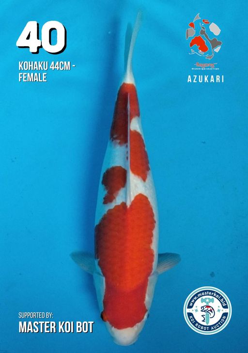 Lelang Koi Online, Jual Beli Ikan Koi, Pusat Jual Beli Koi, Info Lelang Koi Hari Ini, Platform Jual Beli Koi, Jual Beli Ikan Koi Online, Marketplace Ikan Koi, Jual Koi Terbaik, Tempat Beli Koi Berkualitas, Pasar Ikan Koi Online Terpercaya, Penjual Ikan Koi Terpercaya, Beli Koi Hias Online, Ikan Koi untuk Dijual, Koi Kualitas Terbaik, Toko Online Ikan Koi, Koi Hias Untuk Dijual, Jual Beli Ikan Koi Lokal, Koi Indonesia Online, Pusat Jual Beli Koi Terbesar