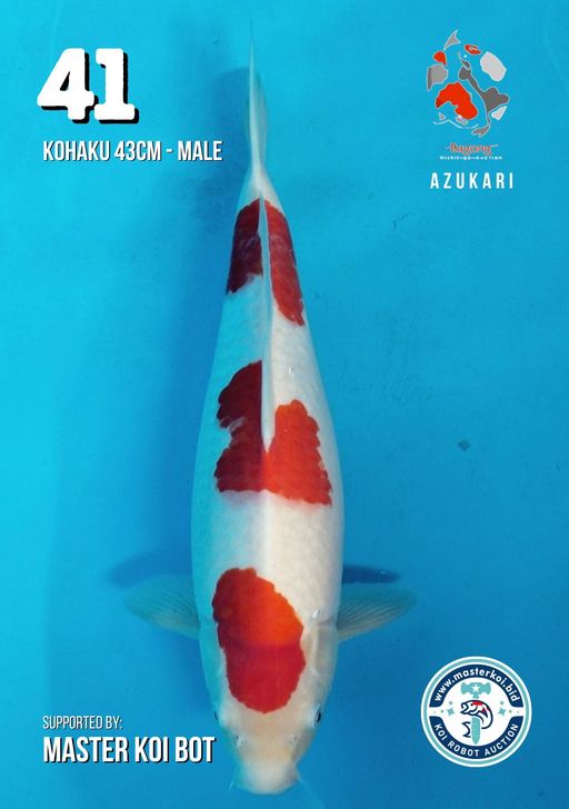 Lelang Koi Online, Jual Beli Ikan Koi, Pusat Jual Beli Koi, Info Lelang Koi Hari Ini, Platform Jual Beli Koi, Jual Beli Ikan Koi Online, Marketplace Ikan Koi, Jual Koi Terbaik, Tempat Beli Koi Berkualitas, Pasar Ikan Koi Online Terpercaya, Penjual Ikan Koi Terpercaya, Beli Koi Hias Online, Ikan Koi untuk Dijual, Koi Kualitas Terbaik, Toko Online Ikan Koi, Koi Hias Untuk Dijual, Jual Beli Ikan Koi Lokal, Koi Indonesia Online, Pusat Jual Beli Koi Terbesar