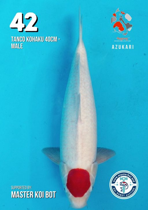 Lelang Koi Online, Jual Beli Ikan Koi, Pusat Jual Beli Koi, Info Lelang Koi Hari Ini, Platform Jual Beli Koi, Jual Beli Ikan Koi Online, Marketplace Ikan Koi, Jual Koi Terbaik, Tempat Beli Koi Berkualitas, Pasar Ikan Koi Online Terpercaya, Penjual Ikan Koi Terpercaya, Beli Koi Hias Online, Ikan Koi untuk Dijual, Koi Kualitas Terbaik, Toko Online Ikan Koi, Koi Hias Untuk Dijual, Jual Beli Ikan Koi Lokal, Koi Indonesia Online, Pusat Jual Beli Koi Terbesar