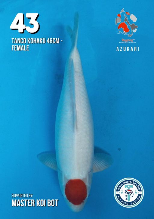 Lelang Koi Online, Jual Beli Ikan Koi, Pusat Jual Beli Koi, Info Lelang Koi Hari Ini, Platform Jual Beli Koi, Jual Beli Ikan Koi Online, Marketplace Ikan Koi, Jual Koi Terbaik, Tempat Beli Koi Berkualitas, Pasar Ikan Koi Online Terpercaya, Penjual Ikan Koi Terpercaya, Beli Koi Hias Online, Ikan Koi untuk Dijual, Koi Kualitas Terbaik, Toko Online Ikan Koi, Koi Hias Untuk Dijual, Jual Beli Ikan Koi Lokal, Koi Indonesia Online, Pusat Jual Beli Koi Terbesar