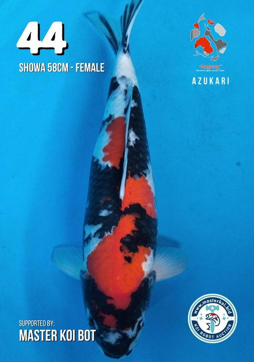 Lelang Koi Online, Jual Beli Ikan Koi, Pusat Jual Beli Koi, Info Lelang Koi Hari Ini, Platform Jual Beli Koi, Jual Beli Ikan Koi Online, Marketplace Ikan Koi, Jual Koi Terbaik, Tempat Beli Koi Berkualitas, Pasar Ikan Koi Online Terpercaya, Penjual Ikan Koi Terpercaya, Beli Koi Hias Online, Ikan Koi untuk Dijual, Koi Kualitas Terbaik, Toko Online Ikan Koi, Koi Hias Untuk Dijual, Jual Beli Ikan Koi Lokal, Koi Indonesia Online, Pusat Jual Beli Koi Terbesar