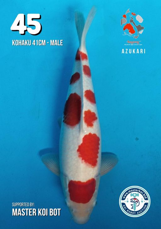 Lelang Koi Online, Jual Beli Ikan Koi, Pusat Jual Beli Koi, Info Lelang Koi Hari Ini, Platform Jual Beli Koi, Jual Beli Ikan Koi Online, Marketplace Ikan Koi, Jual Koi Terbaik, Tempat Beli Koi Berkualitas, Pasar Ikan Koi Online Terpercaya, Penjual Ikan Koi Terpercaya, Beli Koi Hias Online, Ikan Koi untuk Dijual, Koi Kualitas Terbaik, Toko Online Ikan Koi, Koi Hias Untuk Dijual, Jual Beli Ikan Koi Lokal, Koi Indonesia Online, Pusat Jual Beli Koi Terbesar